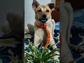 #DogAndPlant #FurryFriend #PawfectMoment #PlantLover #DogLover#PawsAndPlants #GreenVibes #PetReel
