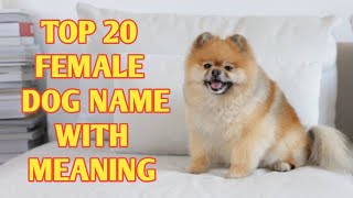 TOP 20 Most Popular Female Dog Names With Meaning