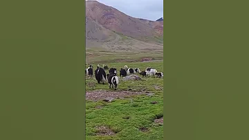 Himalayanmountains Mountains Lapchi Mountainrange 2025 Travel 