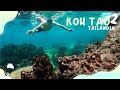 Nadamos con tortugas gigantes  y tiburones   koh tao tailandia 2022  ep3 4k