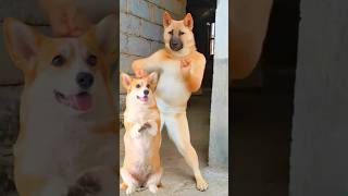 Funny Dog Dance