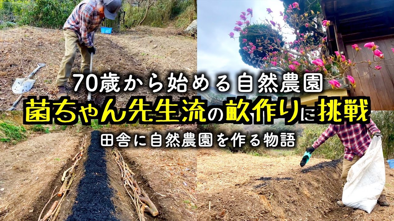【菌ちゃん先生流】糸状菌を使った菌ちゃん流畑作りに挑戦します【70歳からの自然農園】