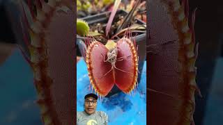venus fly trap #plant #funny #kinoy #karnivora #plants #tanamahias #nature #viral #fyp #tanaman #fyi