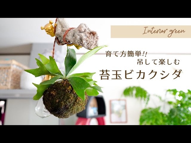 Easy to grow!! Moss ball ferns] Enjoy the interior greenery by