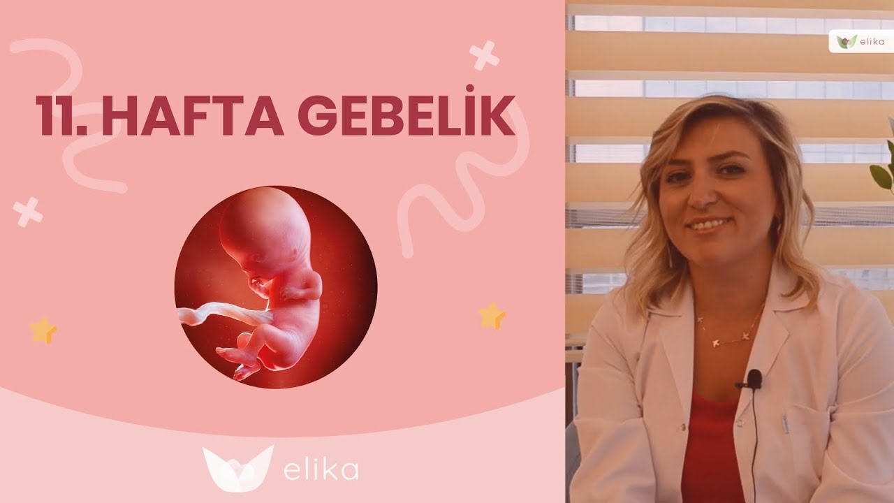 11. Hafta Hamilelik Bebek Gelişimi Elika Hamile YouTube