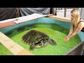 RESCUED BABY Turtle Gets His Dream HOME