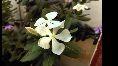 HTC Desire 816 Slow Motion Video