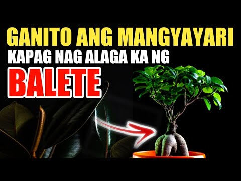 Video: Mga halaman sa loob ng bahay: tinubuang-bayan, species, pangangalaga