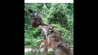 COYOTE - SKIN, FLESH, BREAK - Furbearing Animals - Video 2 of 2 COYOTE - SKIN, FLESH, BREAK - Furbearing Animals - Video 2 of 2