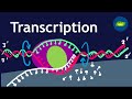 Transcription | Gene Expression| Basic Science Series
