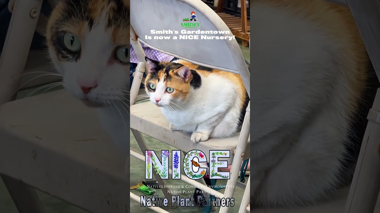 Мы официально являемся партнерским питомником местных растений Техасского общества местных растений!