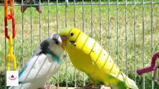 Parakeets hanging outdoors in the summer by Birds and Friends 508 views 1 year ago 2 minutes, 3 seconds