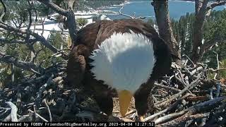 Shadow brings a lunch of fish for Jackie FOBBV CAM Big Bear Bald Eagle Live Nest - Cam 1