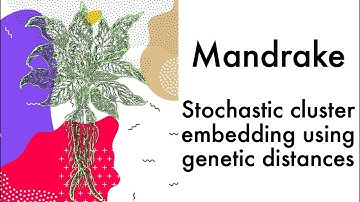 Mandrake: stochastic cluster embedding using genetic distances