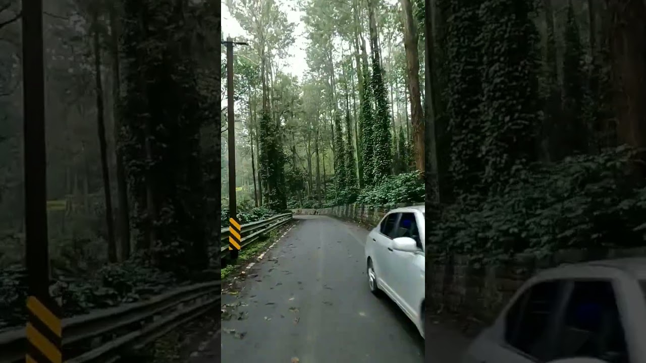 Yercaud Coffee Estate | Yercaud tourist place 