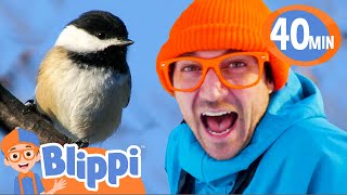 Blippi Learns About Birds and Draws a Bird! | BEST OF BLIPPI DRAWS! | Educational Videos for Kids