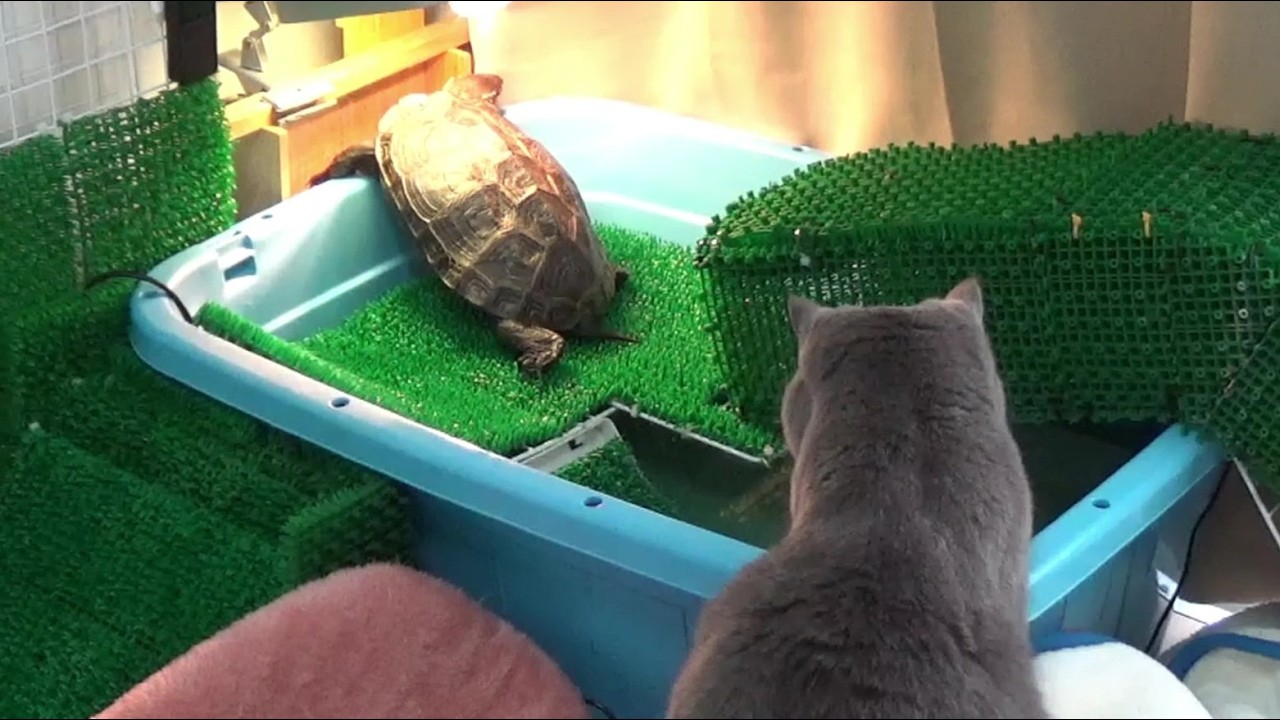 【クサガメ】今年初めて浴びたもじお【ネコ】