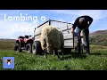 Farming Life S2E37: LAMBING A SHEEP!