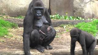 Gorilla Baby at Taronga Zoo