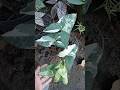 singônio variegata #flores #plantasdecasa #plantas #jardim #plantasdesombra #horto #floreslindas