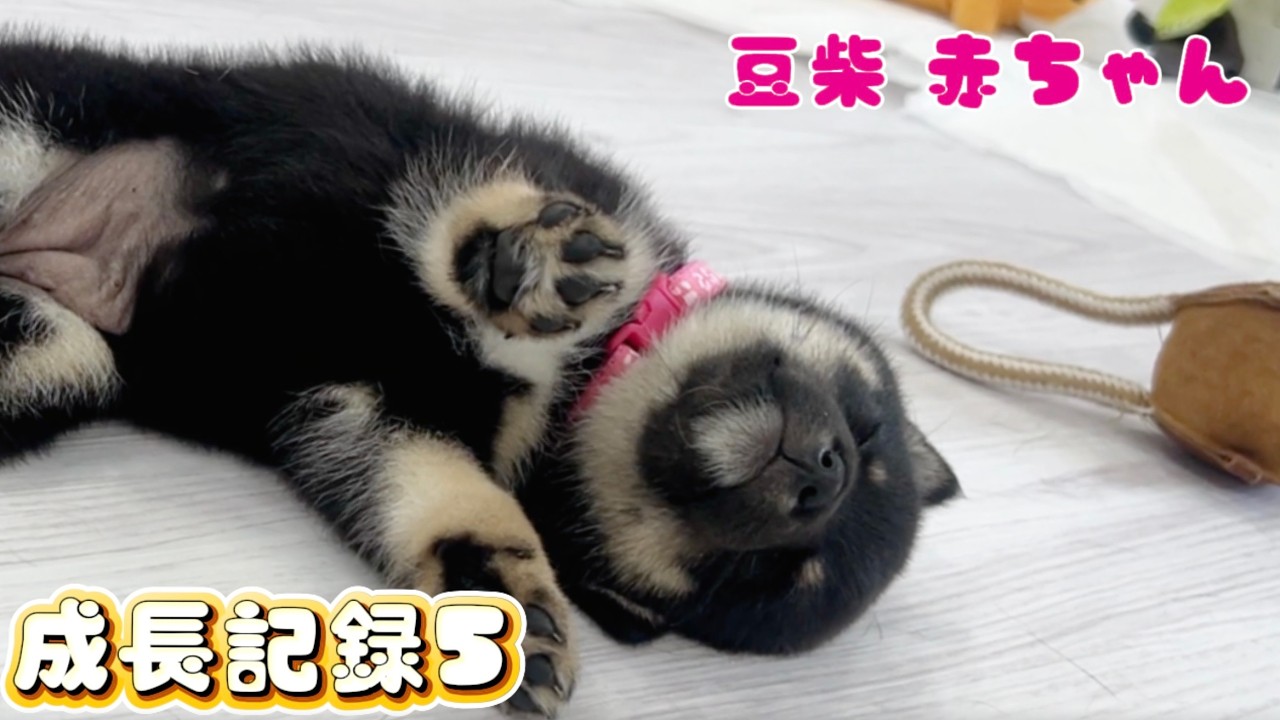 Banbi⭐️ページ ★馬に変身赤柴ちゃん Mameshiba] The Mischievous Phase Is Here! Sui-chan's Growth Record