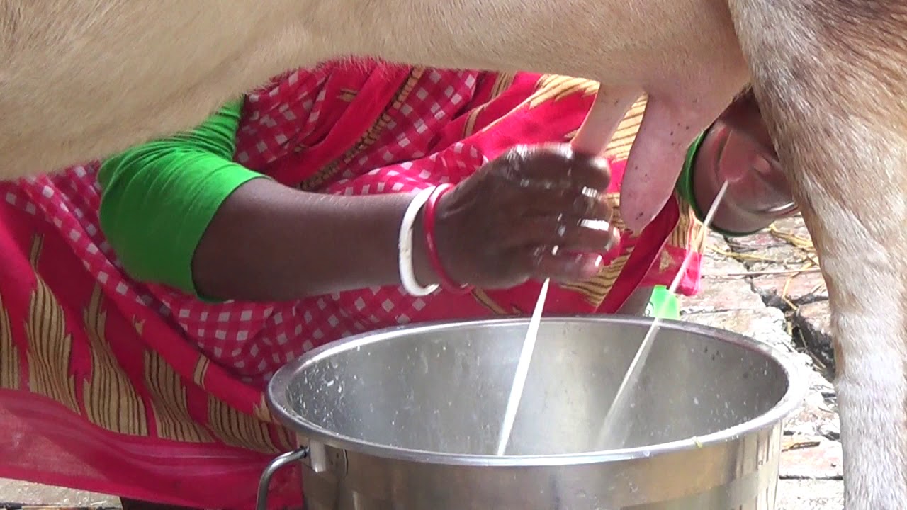 Cow Milking by Village Women