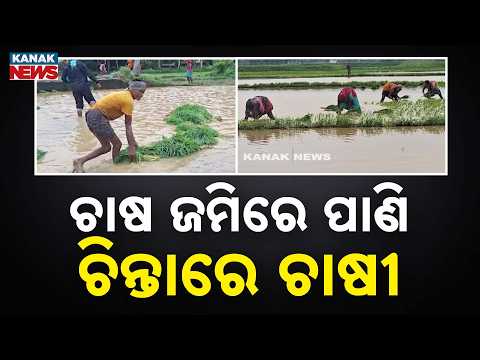 ଚାଷ ଜମିରେ ପାଣି , ଚିନ୍ତାରେ ଚାଷୀ | Low Pressure Rains Hit Odisha Farmers | Paddy Transplanting Delayed