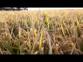 All About Australian Rice (Full Video)