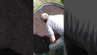 Growing Crispy Bacon In A Raised Garden Bed #shorts #garden #dog