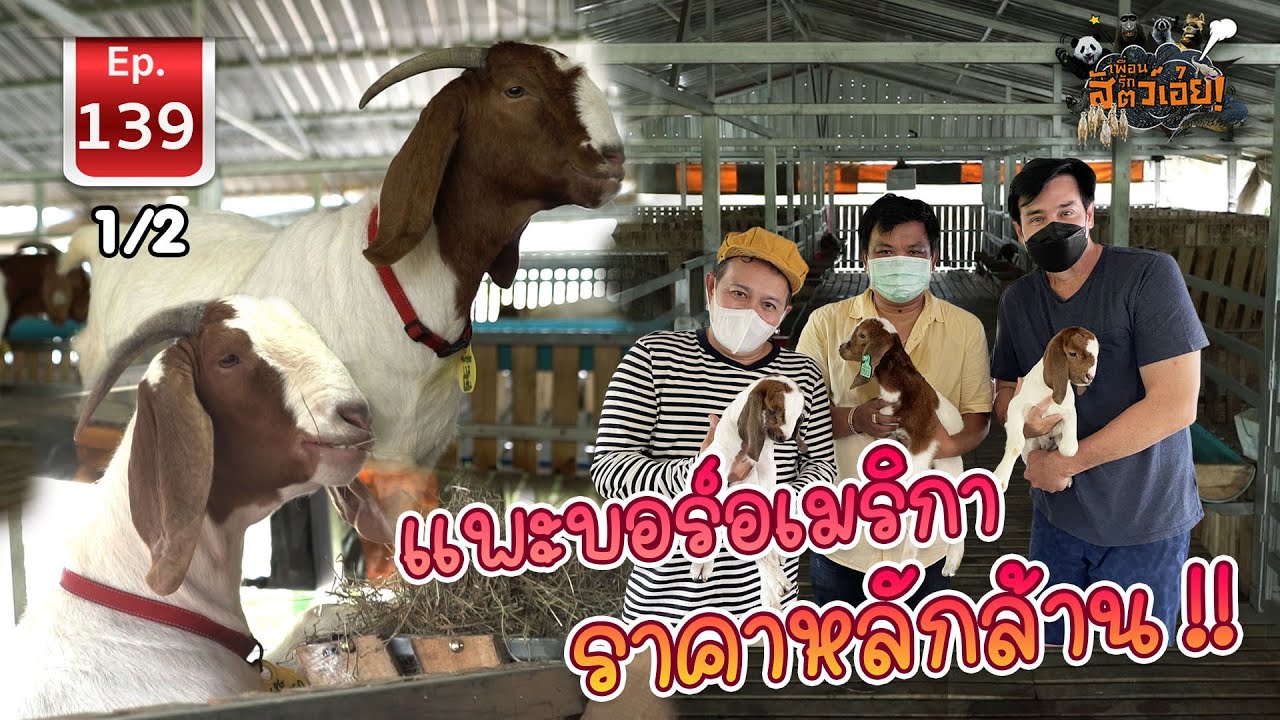 Boer Goat แพะบอร์อเมริการาคาหลักล้าน - เพื่อนรักสัตว์เอ๊ย EP.139 1/2