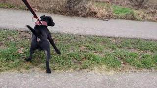 No Drama Just Engaging Patterdale Estacado Fell Terriers Vs. Unknown Dog