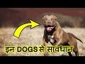 Top 10 MOST Dangerous Dog Breeds in the World (2020) | इन कुत्तों से सावधान