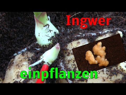 Video: Was ist eine Bandwurmpflanze: Informationen zum Anbau von Bandwurmpflanzen