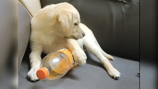 Baby labrador 3 months puppy playing with her dad cute puppy by Kio And Bella 267 views 1 year ago 1 minute, 2 seconds
