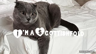 I’m a  Scottishfold Meeow