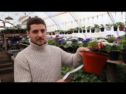 Список растений для выращивания в кашпо