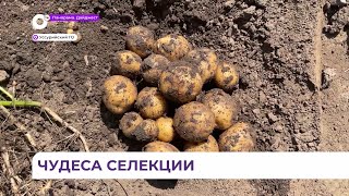 Новые сорта картофеля официально зарегистрируют в Приморье