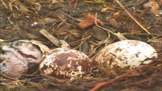 19 May 26 Pip's progress, 5F-Seren & Dylan's OSPLET HATCH #1 ~ ©NRWales,Clywedog