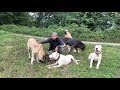 CANE CORSO NARKOZ VE DOGO ARGENTİNO PABLONUN BİRBİRİNE GİRMEDEN ÖNCEKİ YÜRÜYÜŞÜ