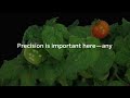 Get Rid of Curling Tomato Leaves in 3 Days — Trusted Old Trick