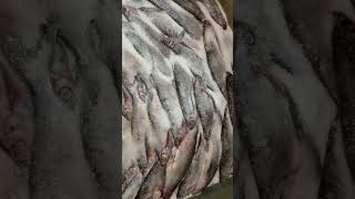 СУХОЙ ПОСОЛ - ЧЕХОНЬ 🐟 #fishfarel