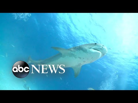 Mom's frantic 911 call released after Florida shark attack