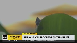 Battling The Spotted Lanternflies