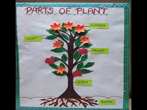 Science Project Chart Work