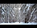 ПО ТАЙГЕ НА ЛЫЖАХ | CROSSING TAIGA