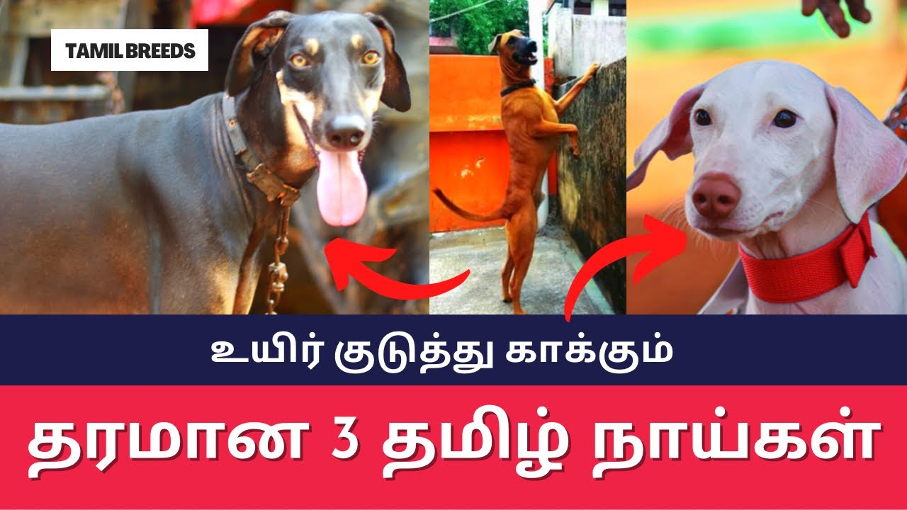 Top 3 சிறந்த விசுவாசமான காவல் நாய்கள் Most Loyal TamilNadu Guard Dogs
