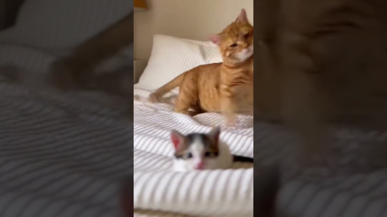 GO GO GADGET Unlock Hidden Tech Tricks 