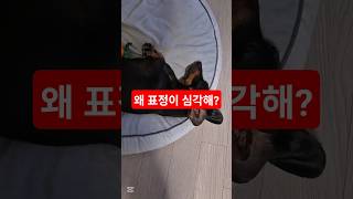 표정이 왜 이렇게 심각해요?(강아지 인터뷰)@밀쿵 말쿵 (milking malkung) #dog #닥스훈트 #강아지 #하루 #반려동물 #dachshund
