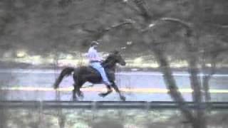 The Pied Pipers Chcolot 4 Year Old Stallion