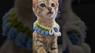 Tutorial 👆🏼| Crochet tulip 🌷 cat collar 🐈 Wealth